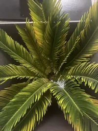Sago palm photo by a Botan App user