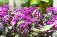 Gynura aurantiaca 'Purple Passion' leaves