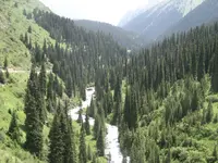 Schrenk's Spruce