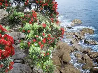 Pohutukawa (Metrosideros excelsa) plant