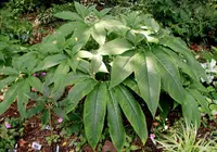 Voodoo Lily (Sauromatum venosum) plant