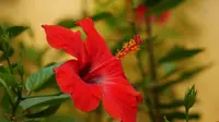 Hibiscus red flower