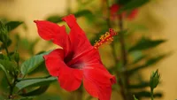 Hibiscus red flower