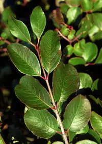 rusty blackhaw (Viburnum rufidulum) plant