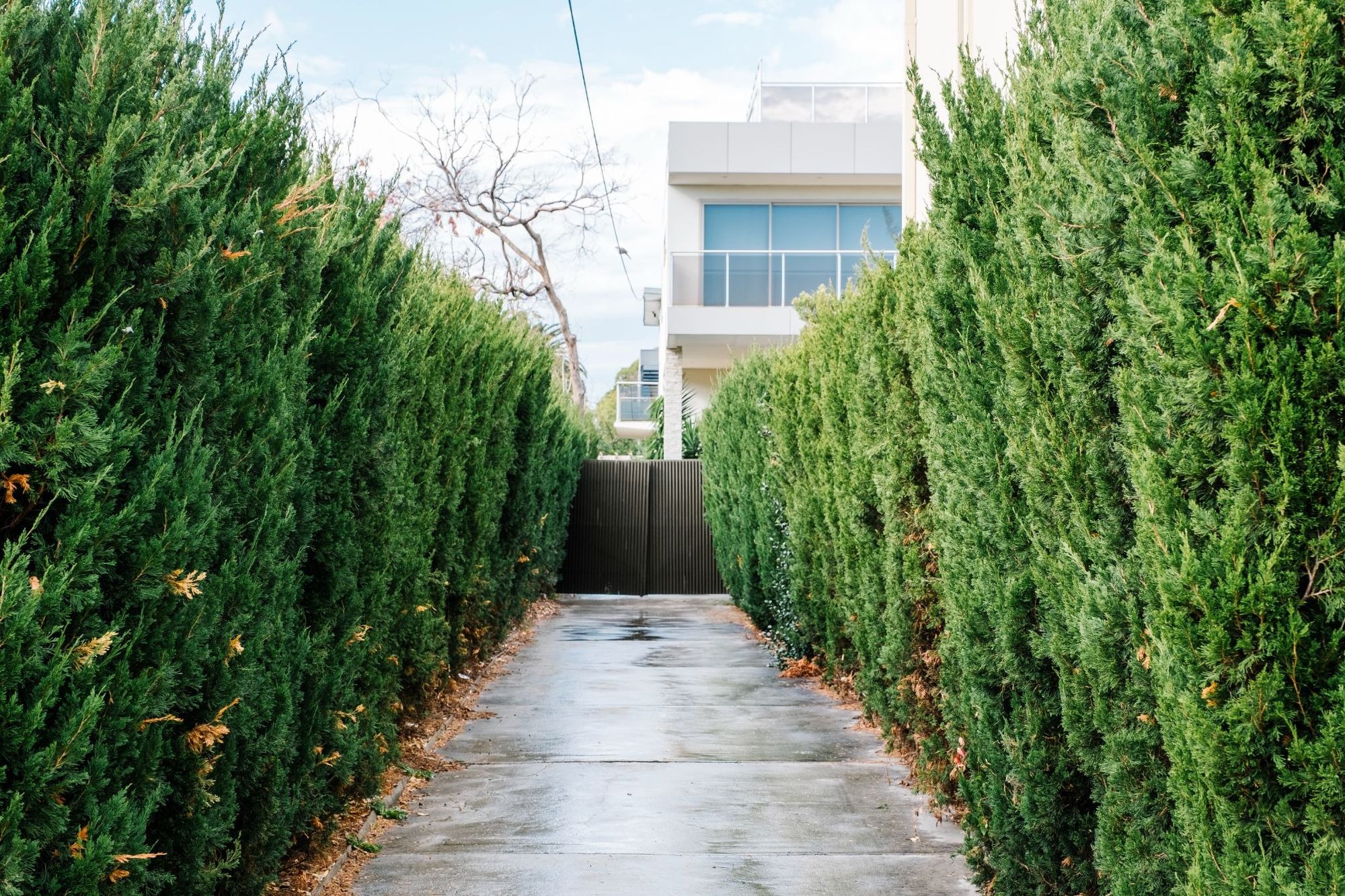 Trees in the garden
