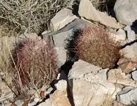 Johnson's Bee-hive Cactus