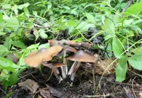 landslide mushroom
