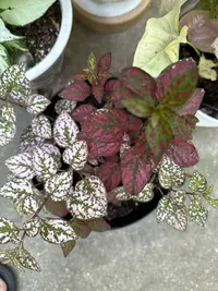 Polka Dot Plant photo by a Botan App user