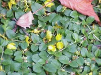 Creeping jenny (Lysimachia nummularia) plant