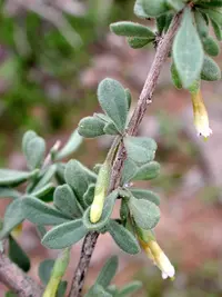 Arizona desert-thorn