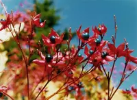 harlequin glorybower