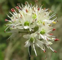 Allium ericetorum