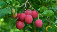 cherry plum (Prunus cerasifera) plant