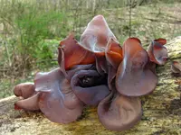 Jelly Tree Ear