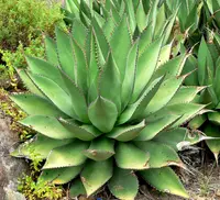 coastal agave