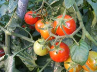 tomato plant (Solanum lycopersicum) plant