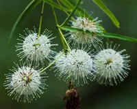 Mexican buttonbush