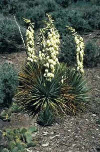 Spanish bayonet