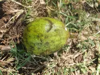 Haroni fig