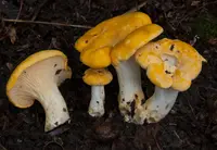Ghost chanterelle