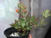 Chenille plush plant (Echeveria pulvinata) plant