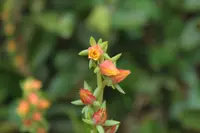 Echeveria bicolor