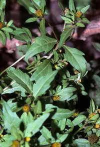 purplestem beggarticks