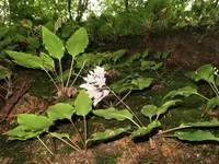 Rock Hosta (Hosta longipes) plant