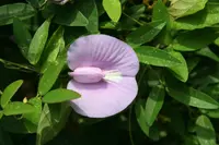 spurred butterfly pea (Centrosema virginianum) plant
