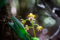Dendrobium virotii flower