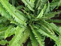 Tuberous sword fern (Nephrolepis cordifolia) plant
