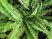 Tuberous sword fern