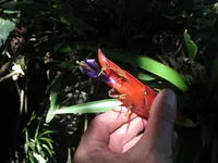 swamp fire (Tillandsia multicaulis) plant