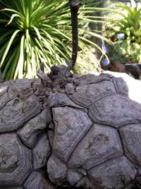 Mexican yam (Dioscorea mexicana) plant