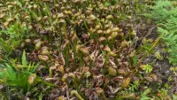 Darlingtonia californica