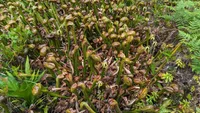 Darlingtonia californica