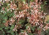 sorrel-leaved pelargonium (Pelargonium acetosum) plant