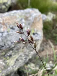 alpine sweetgrass