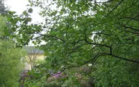 Manchurian alder (Alnus hirsuta) plant