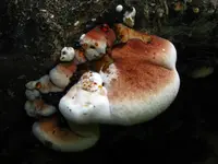 Resinous Polypore