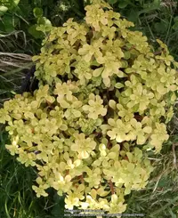 Japanese Woodland Stonecrop