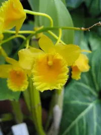 fried-egg orchid