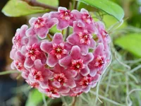 Wax Plant (Hoya carnosa) plant