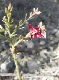abrojo colorado