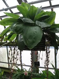Gongora unicolor