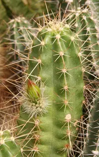 Echinocereus parkeri