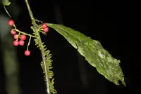 Ardisia guianensis (Ardisia guianensis) plant
