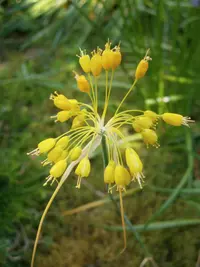 yellow-flowered garlic