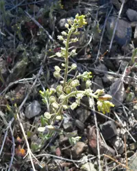 alyssum