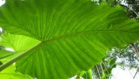 Alocasia macrorrhizos